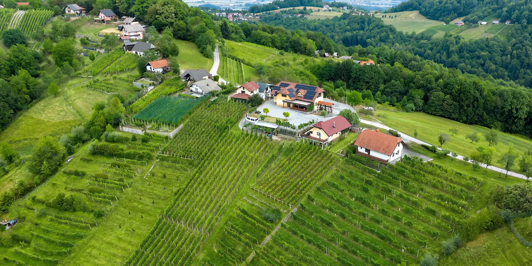 Pogled na vinograde kmetije Štolfa z zraka