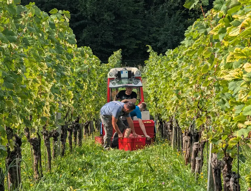 Delo v vinogradu z malim zgibnim traktorjem
